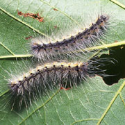 アメリカシロヒトリ